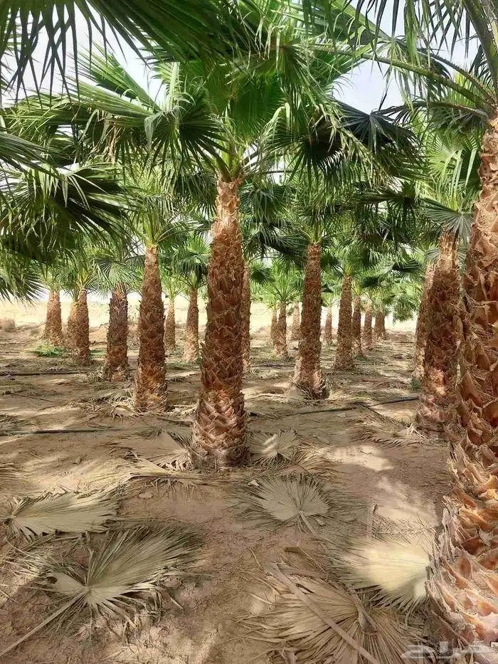 تكريب جميع انواع النخل العربي 1 2