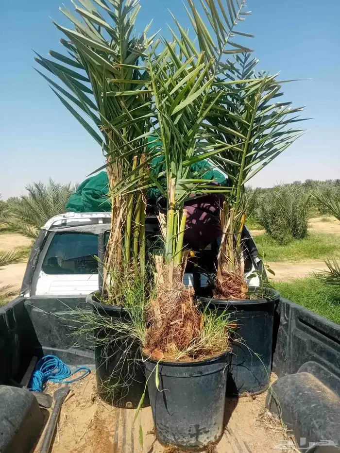 يوجد الدينا نخيل عربي البيع. 9