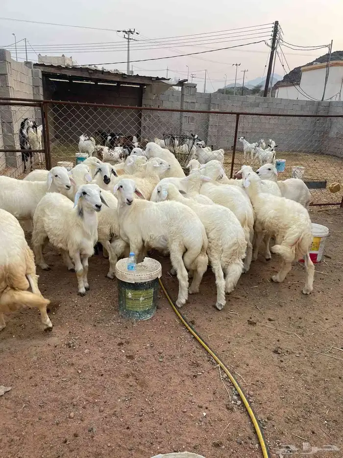 طليان سمان ونظاف جبرة للبيع مشروطة العدد 22 مشروطة 0