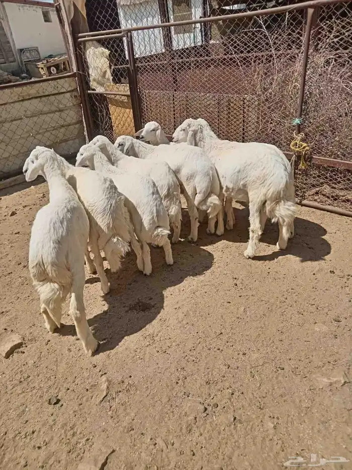8 من البهم اسمان ونظاف وذبح كله 4
