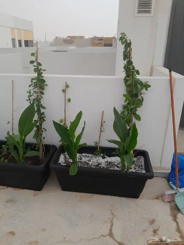 مشتل تنسيق حدائق 9