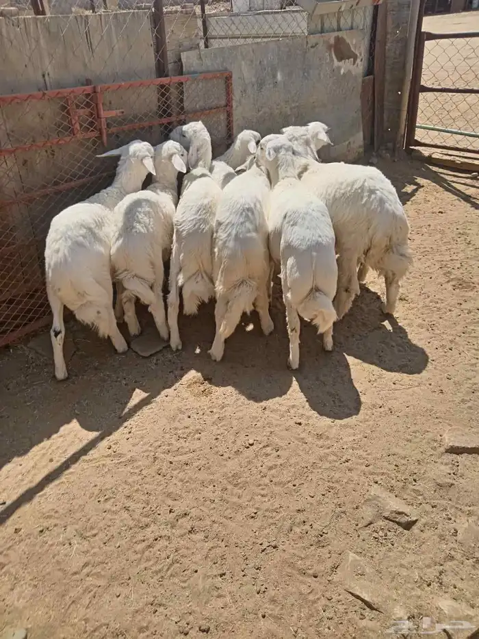 8 من البهم اسمان ونظاف وذبح كله 3