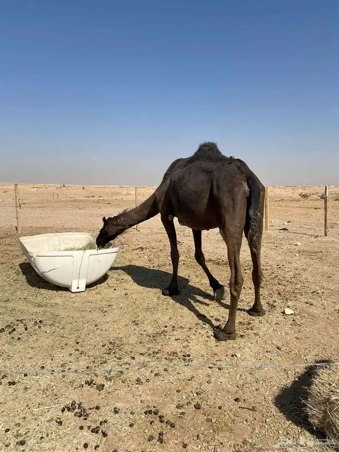 ناقه لقحه ملاقي مقرب على جميع الشروط 0