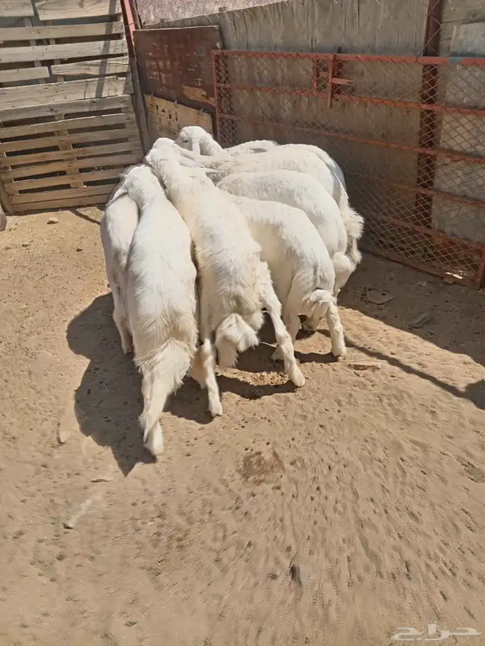 8 من البهم اسمان ونظاف وذبح كله 1