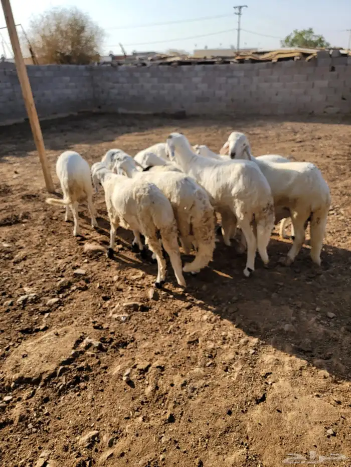 طليان سواكن مرابي 5