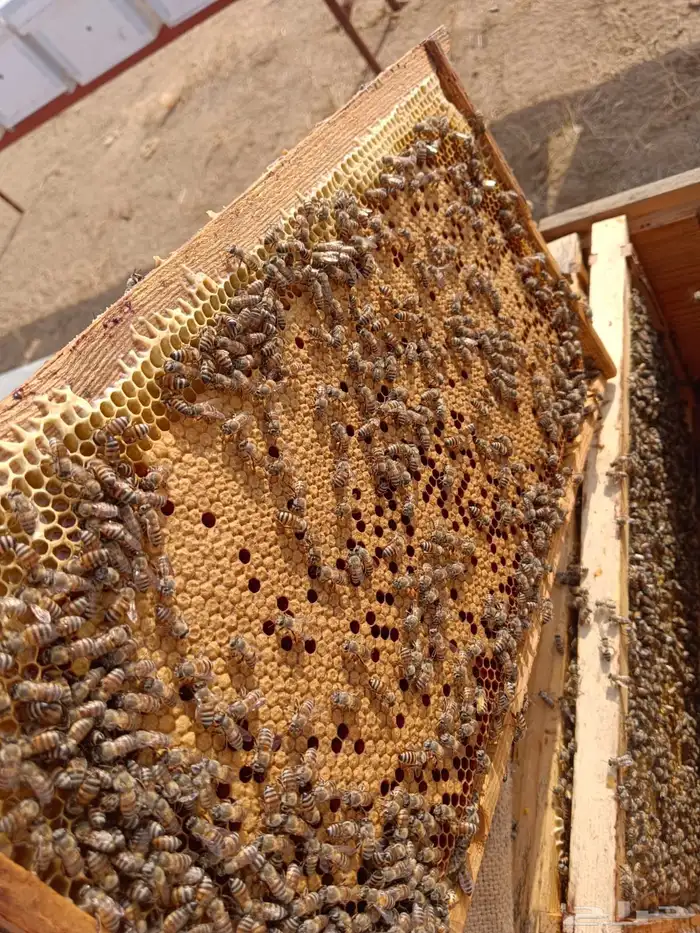 نحل افرنجي 3