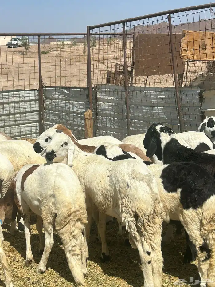 طليان سواكن 3
