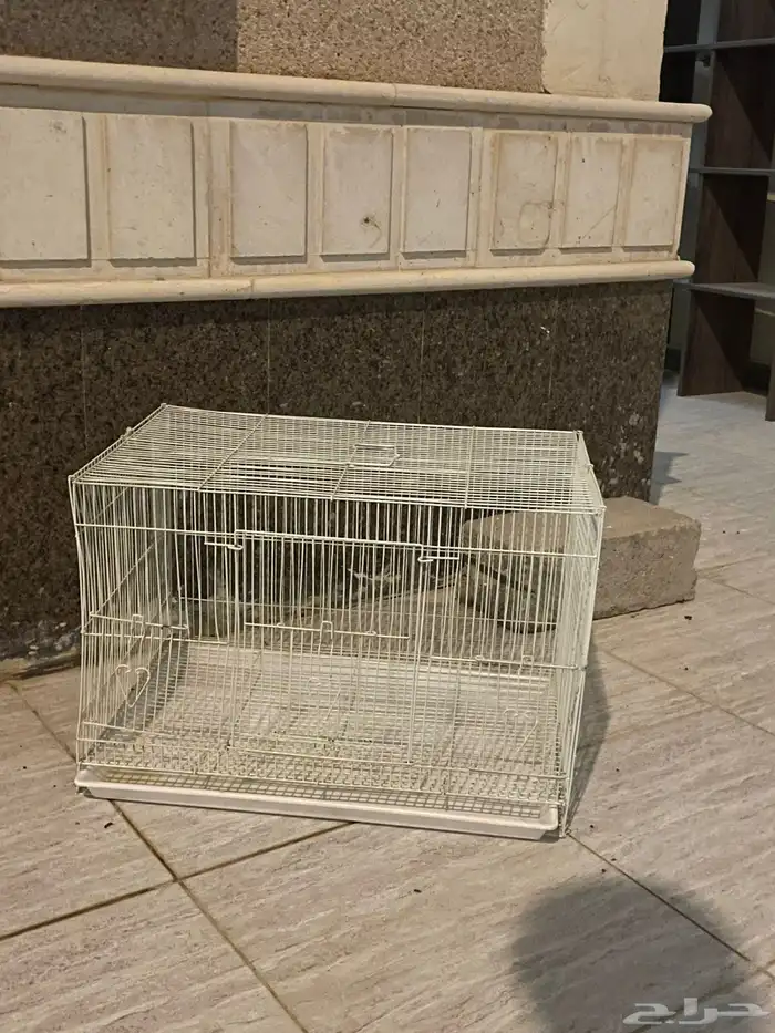 ماعز قزم لعوب 3