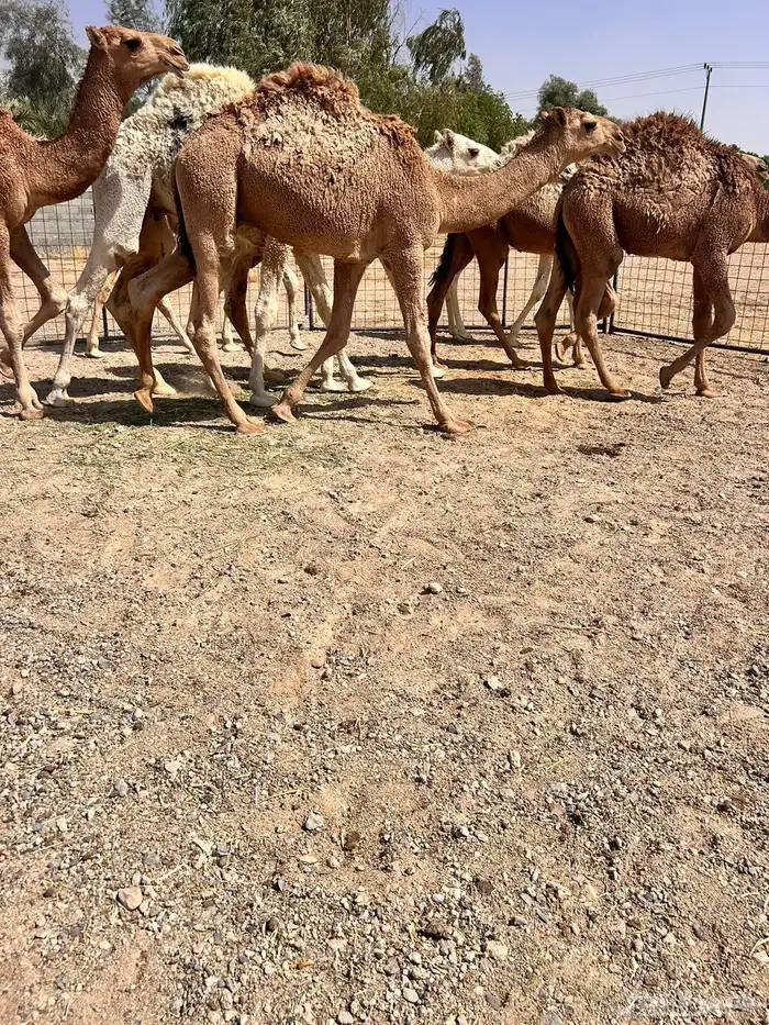 للبيع حيران فاخره 0