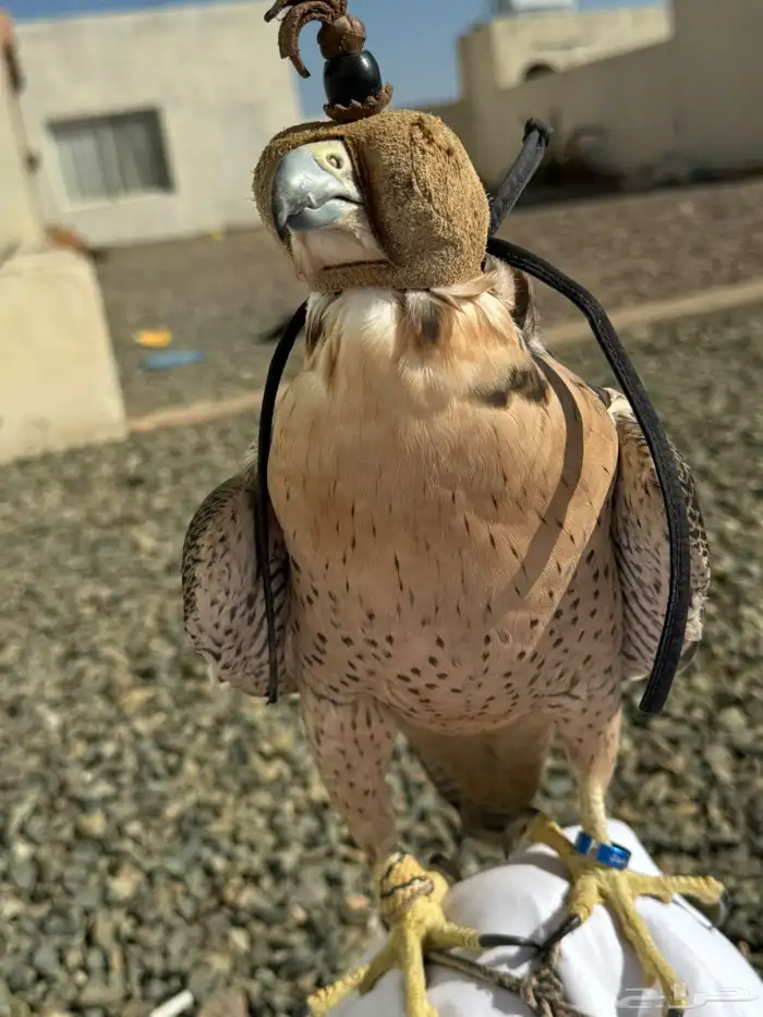 مطلوب شاهين 0