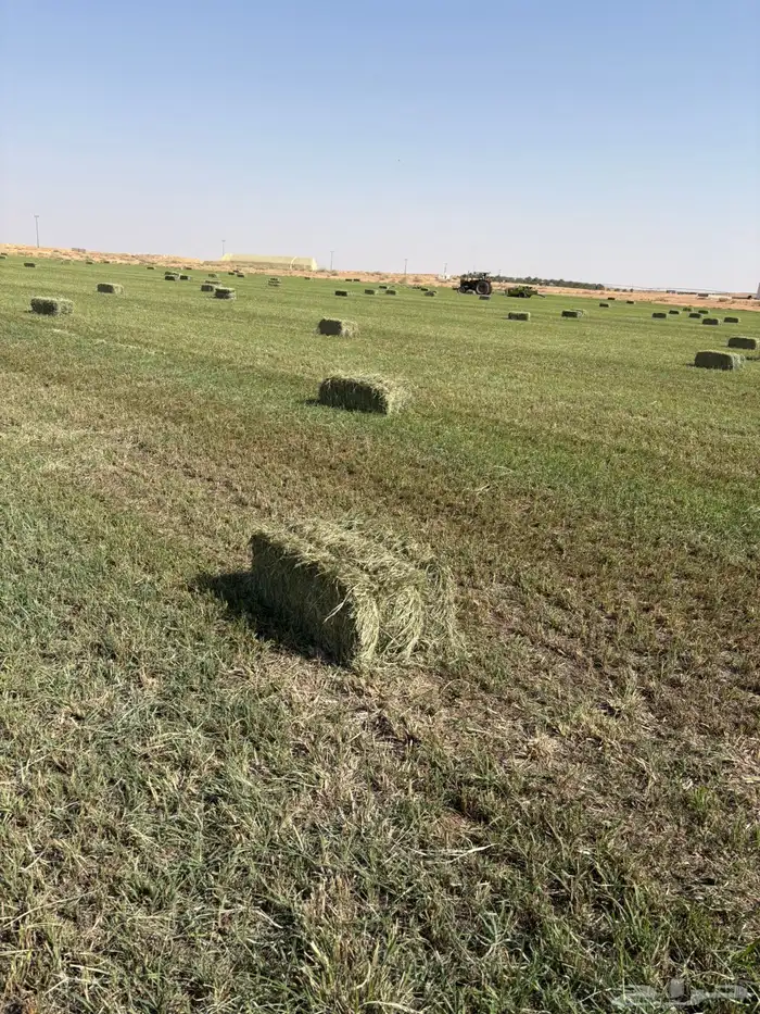 علف بلوبنك للبيع بسعر منافس 1