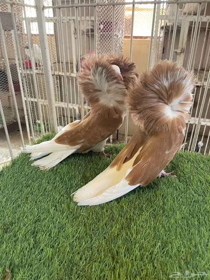 جوز بلجيكي سبلاش اصفر 0