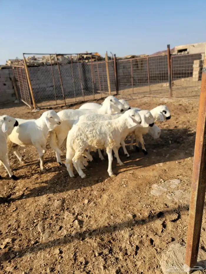 طليان سواكن مرابي 4