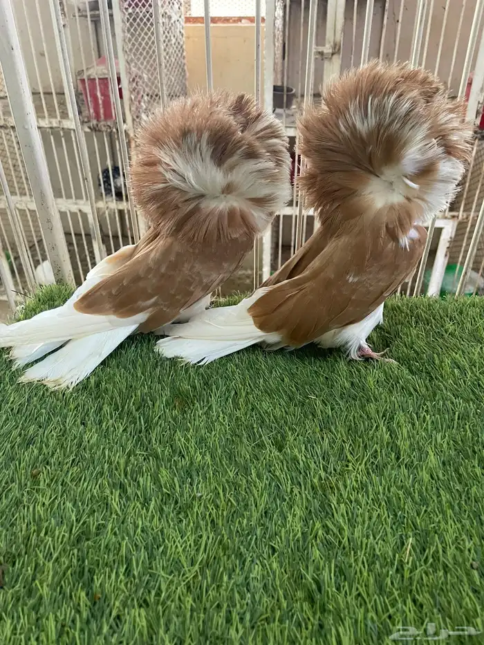 جوز بلجيكي سبلاش اصفر 1