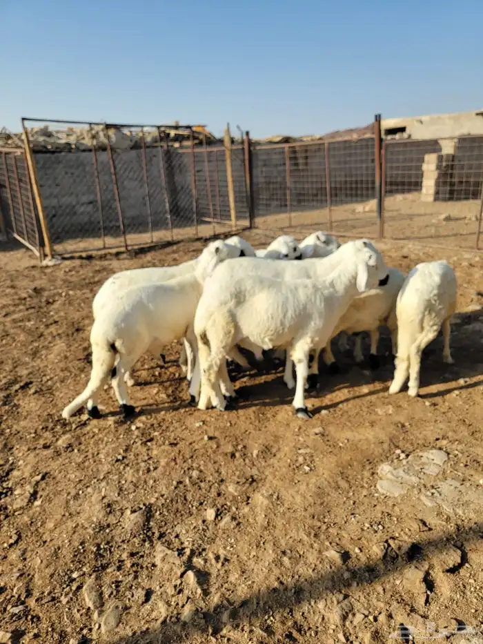 طليان سواكن مرابي 3