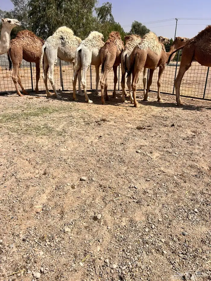 للبيع حيران فاخره 2