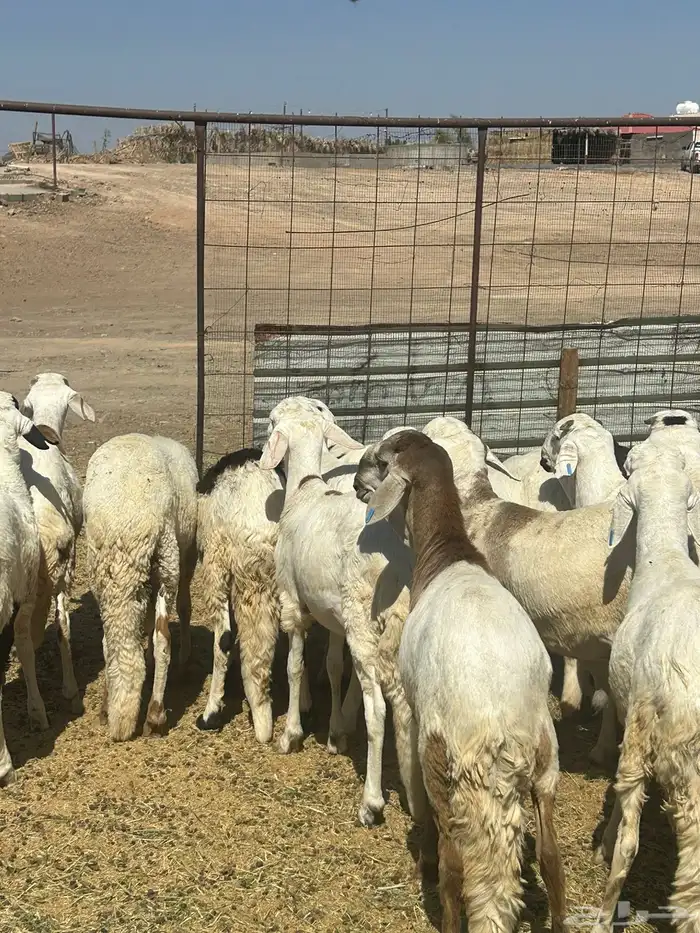 طليان سواكن 2