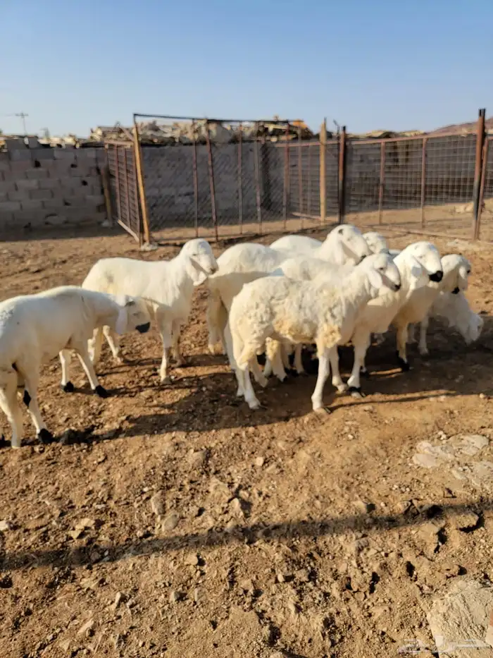 طليان سواكن مرابي 1