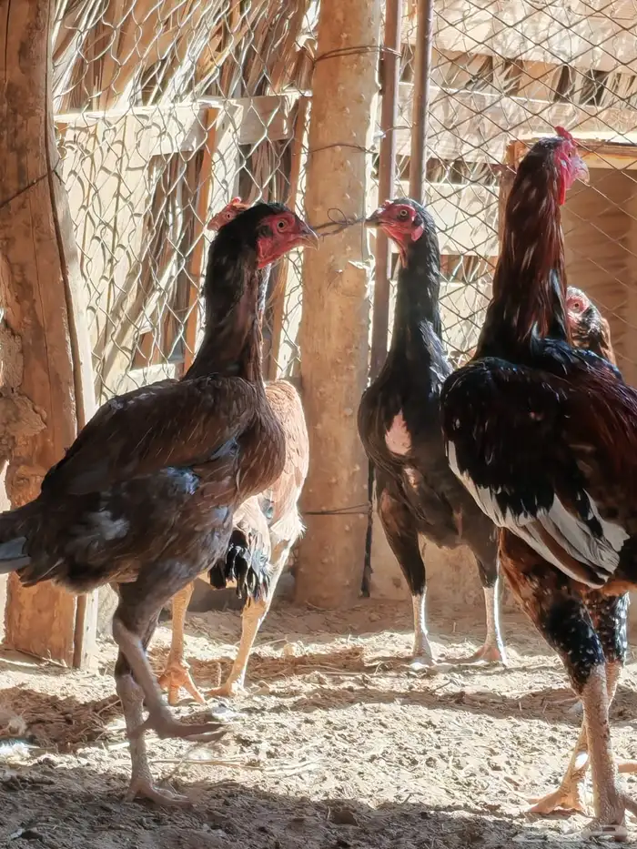 دجاج بكستاني سندي 2