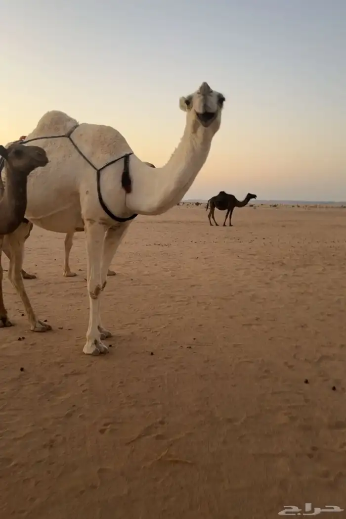 عشرا وضحا تحتها قعود 3