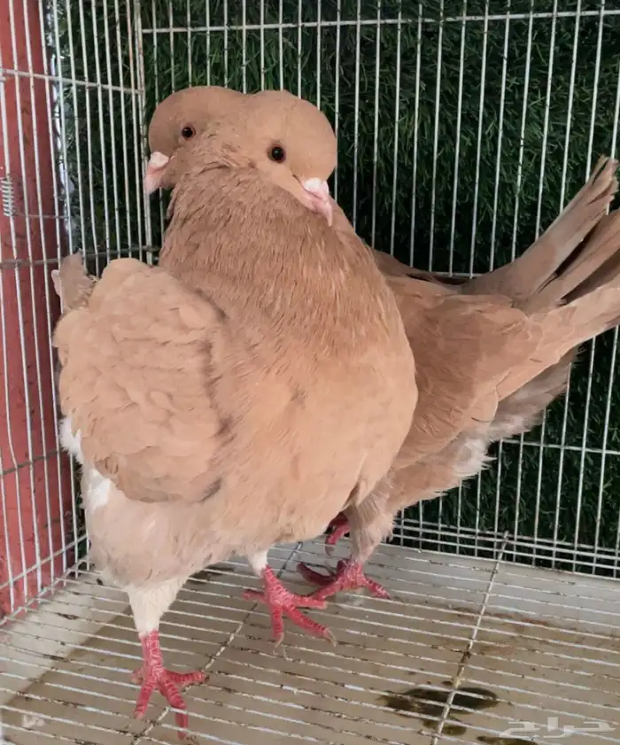 جوز كنق اصفر مدينا 5