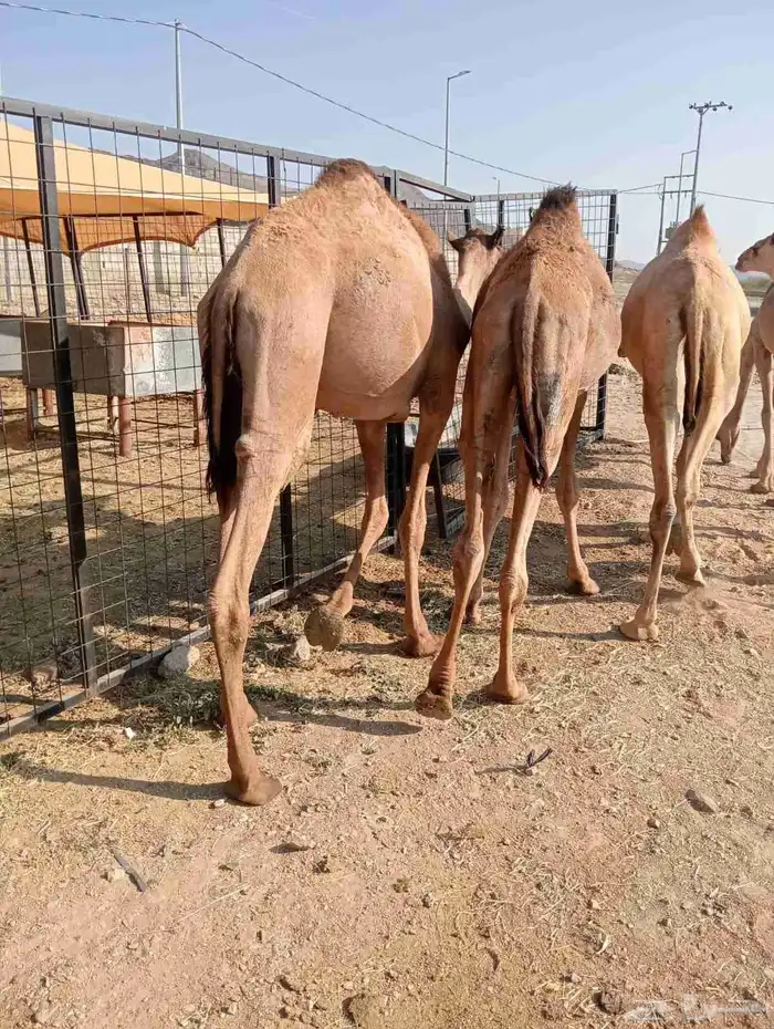 قعدان صومالي جمله من جده 3