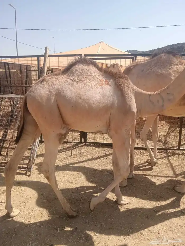 قعدان صومالي جمله من جده 0