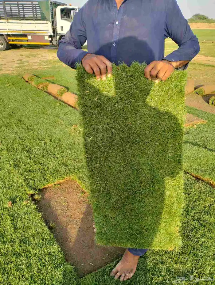 نجيل طبيعي 3