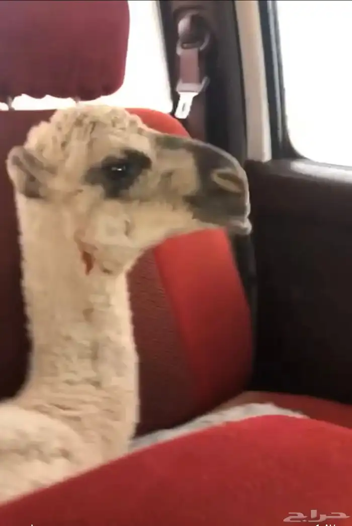 بعير كحيلاني طيب 1
