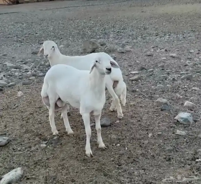 مشروع فحل حري فاخر 1