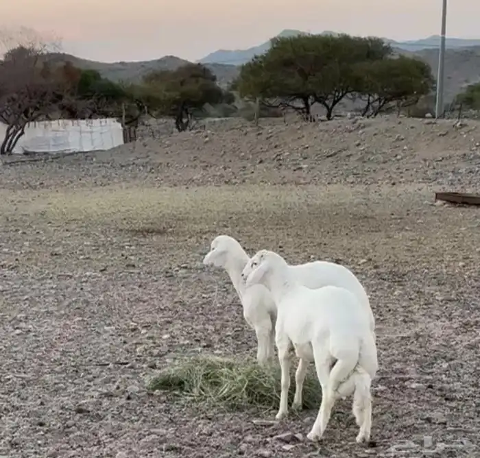 مشروع فحل حري فاخر 3