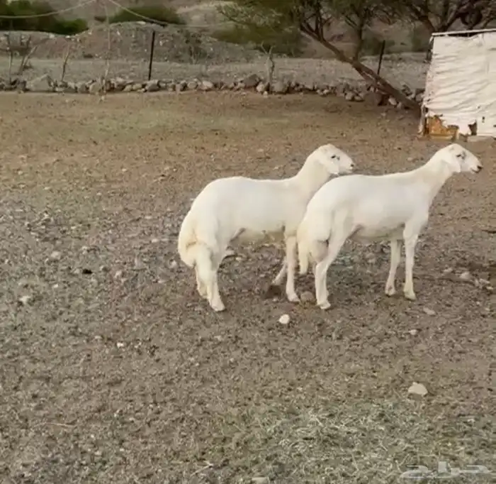 مشروع فحل حري فاخر 0