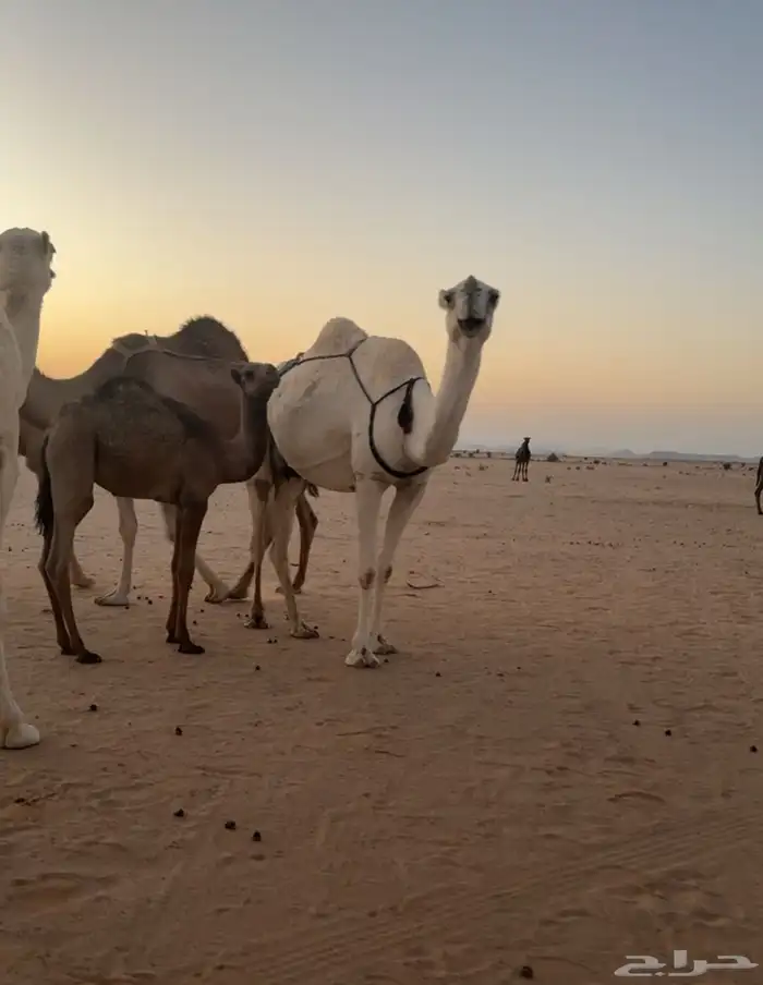 عشرا وضحا تحتها قعود 0