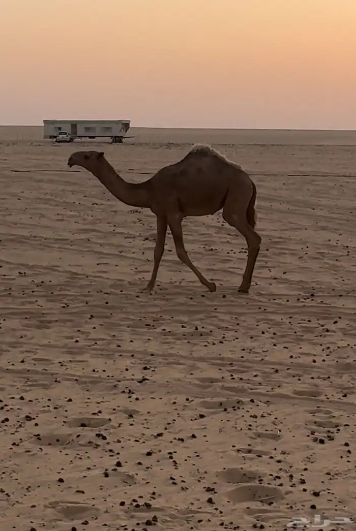 ثلاث بكار عمارهن 9 إلى 7 شهور 0