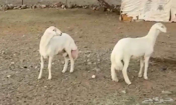 مشروع فحل حري فاخر 2