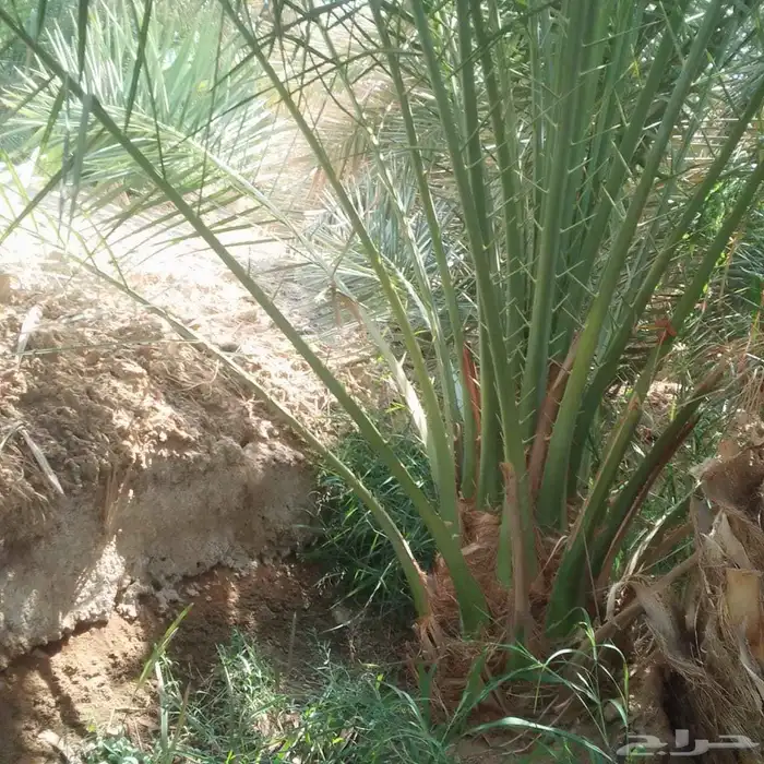 عندنا نخل طيب متواجد في مكه ولي العهد موصل لجميع انحاء الممل 8