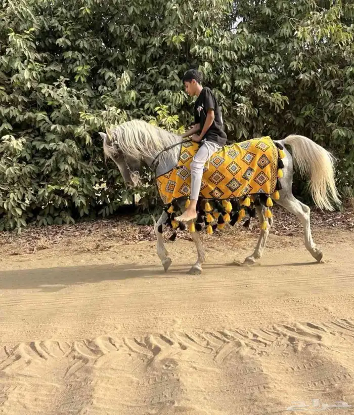 خيل شعبي 0