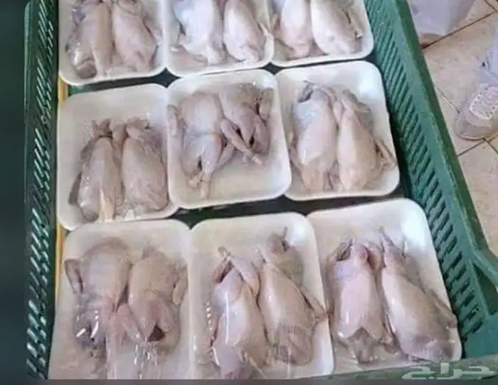 توريد سمان مذبوح طازج حسب الطلب 1