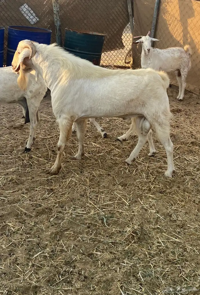 تيس فحل طيب ارتفاع وشكل 2