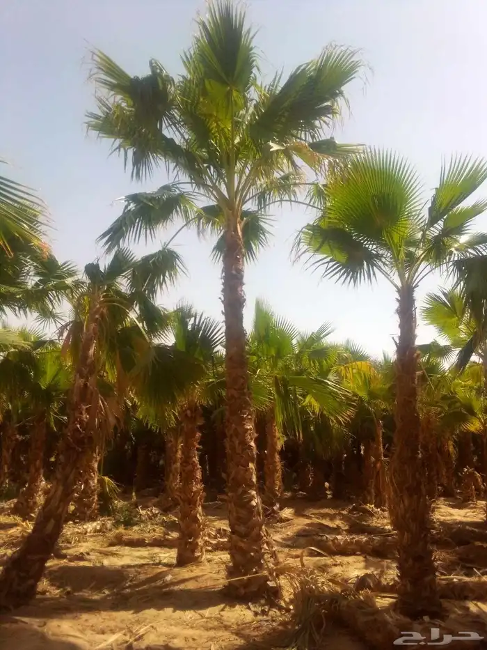 نخل واشنطني نخل مثمر صقعي هلالي مجدول غر سلاطين دخيني ونانه 8