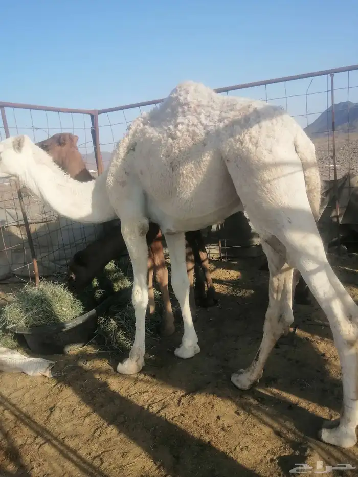 قعود عفر فحل ولا ذبح 0