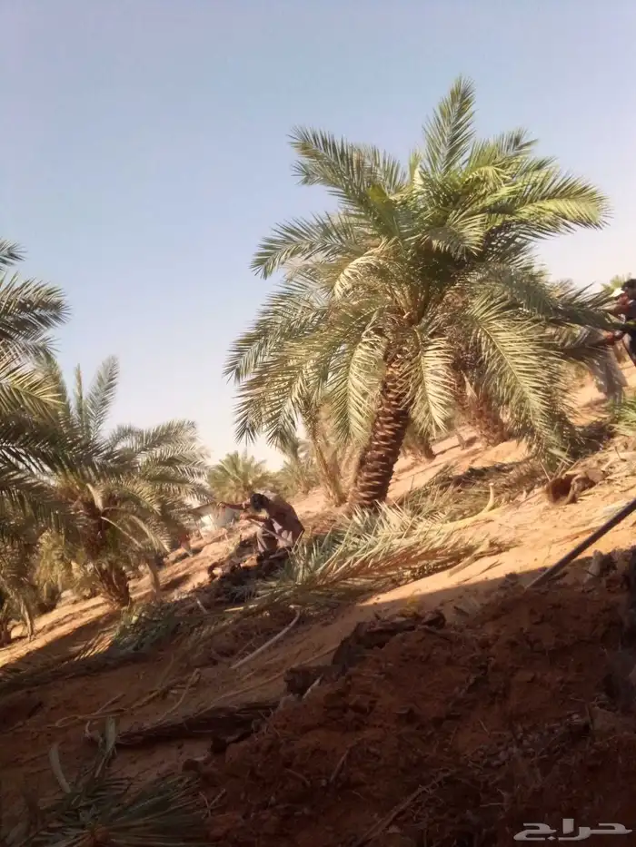 نخل واشنطني نخل مثمر صقعي هلالي مجدول غر سلاطين دخيني ونانه 1