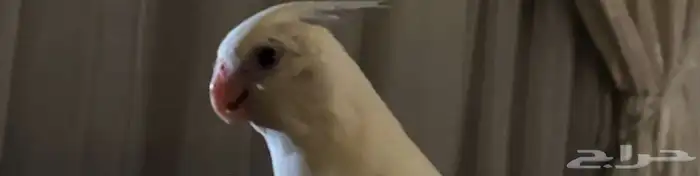 طير مفقود في حي الروابي الي يحصله له مبلغ مالي 1
