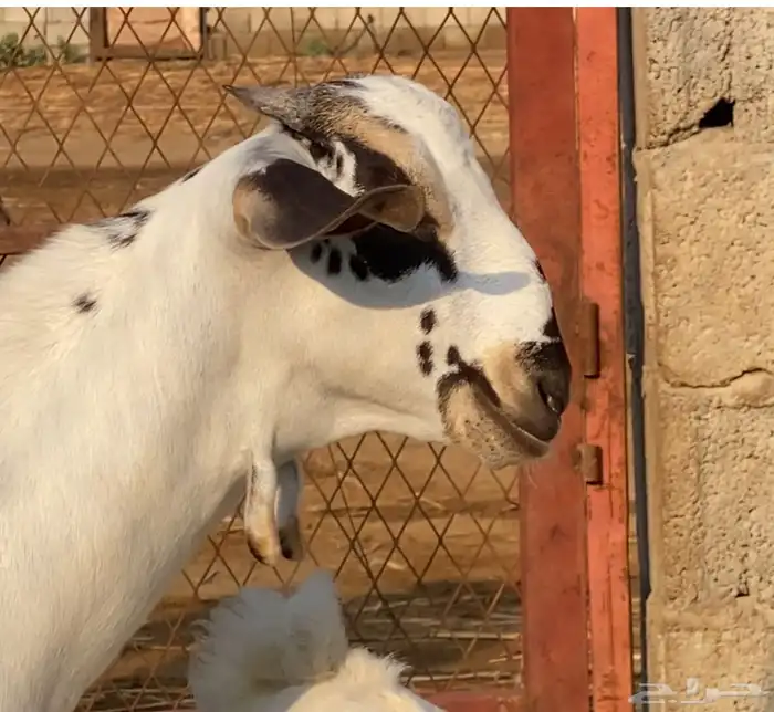 مشروع بيشي 0