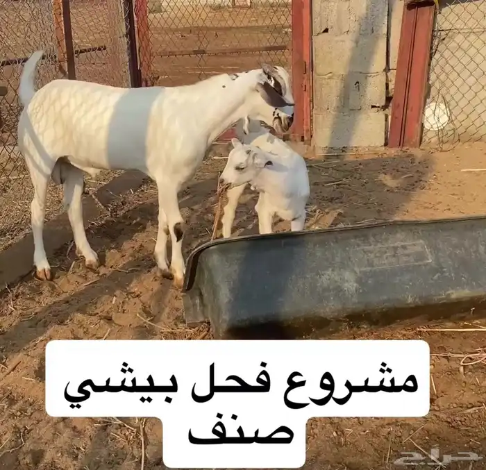 مشروع فحل بيشي صنف 0