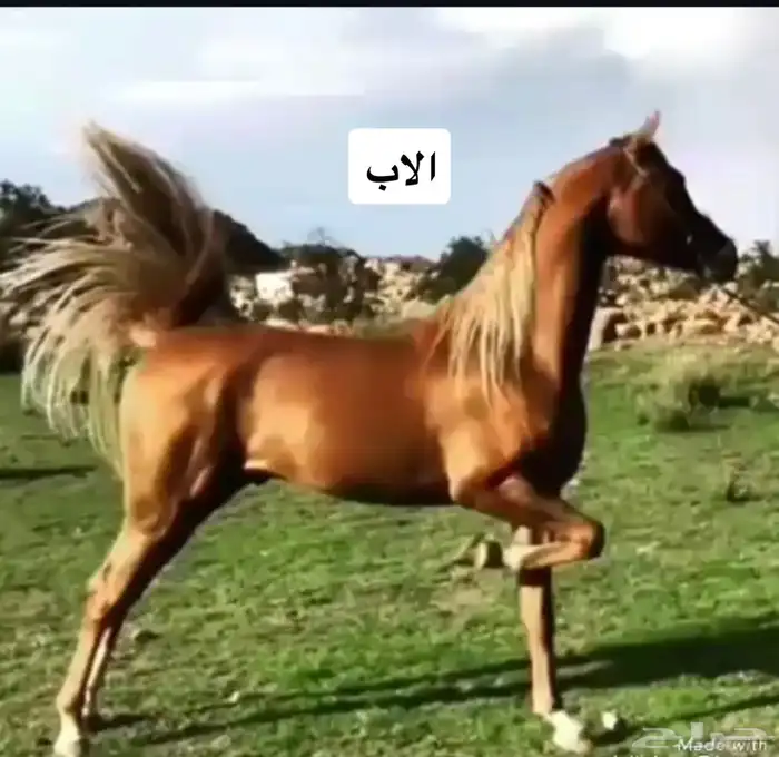 حصان واهو دم قوي 6