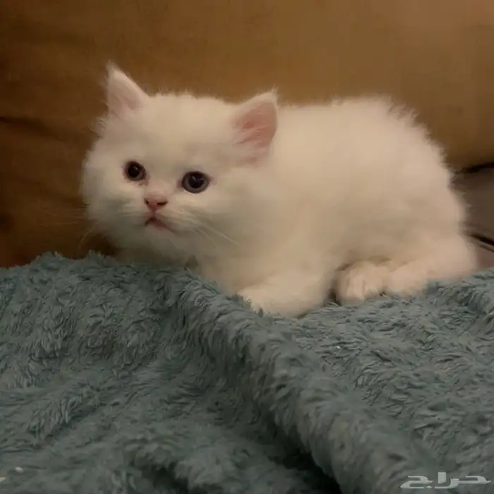 قطط صغيره 0