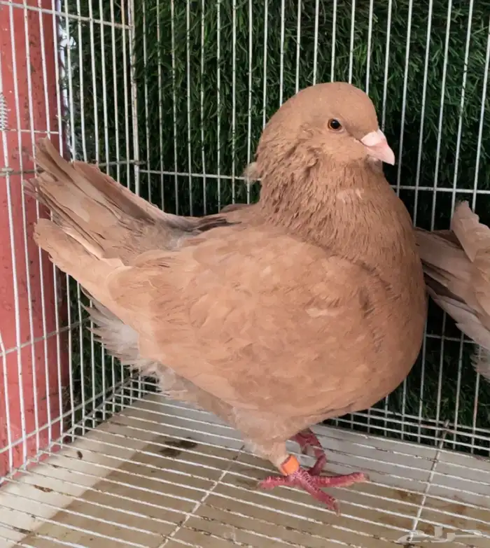 جوز كنق اصفر مدينا 6
