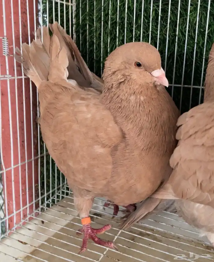 جوز كنق اصفر مدينا 3