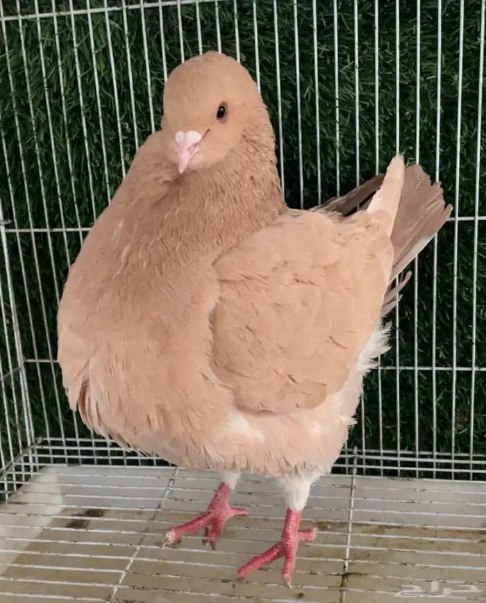 جوز كنق اصفر مدينا 0